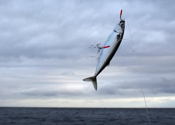 Catching mackerel: simple tips to get you started