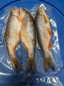 DeadBait Frozen Roach