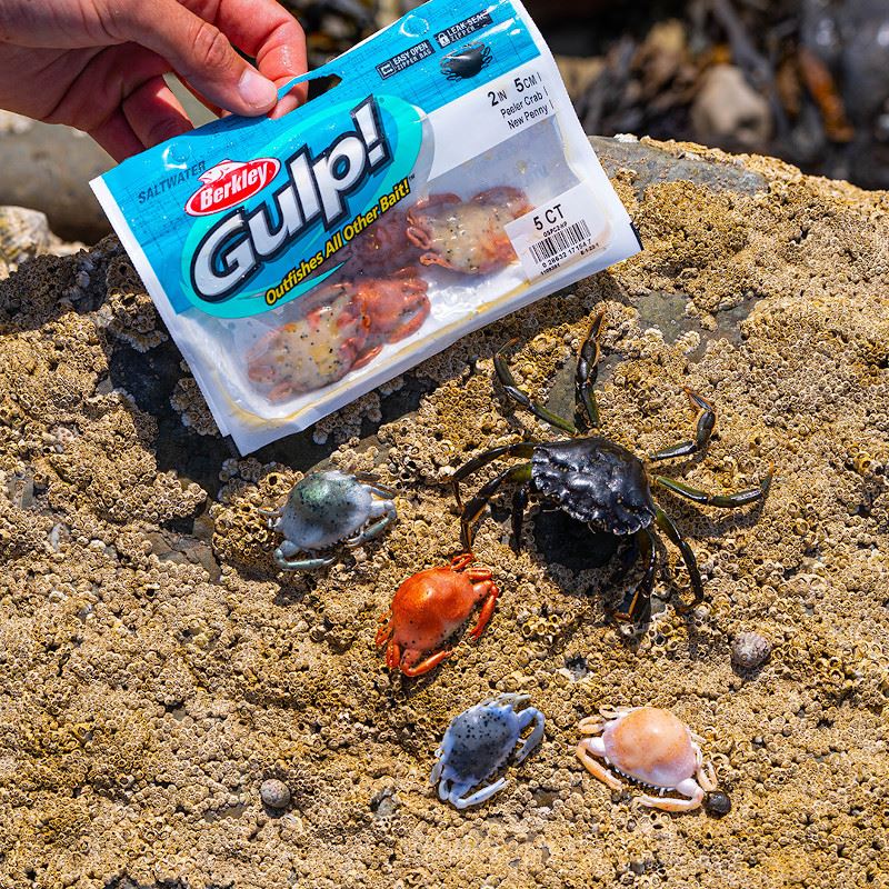 Package of Berkley Gulp! Saltwater Peeler Crab artificial bait alongside real crabs on a barnacle-covered rock, showcasing the bait's lifelike appearance compared to actual sea crabs