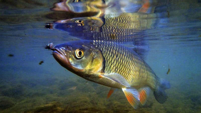 Chub fishing: here's what you need to pay attention to