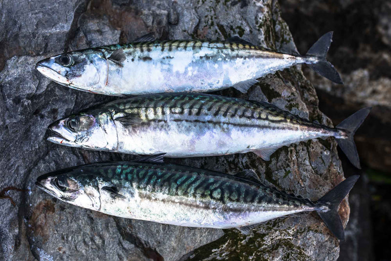 Fishing for Mackerel in Ireland: A Guide to Pier Fishing with Mackerel Feathers and Rigs