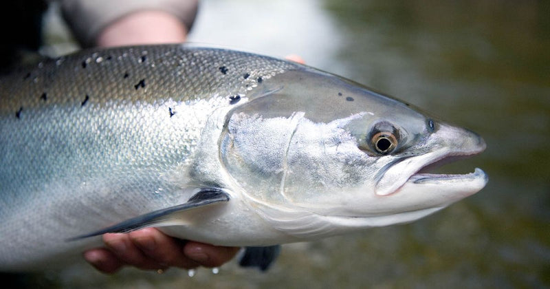 Salmon fishing licence - where to buy?