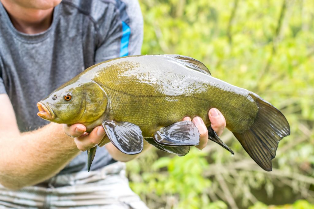Tench Tench Fish Tench (Tinca Tinca) Pondife