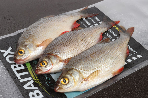 Fresh vs. Frozen bait which should you go for?