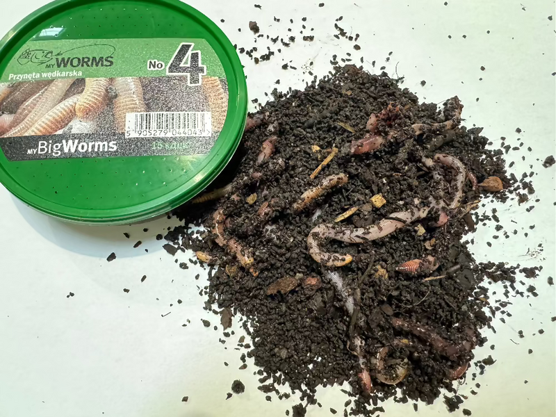 Worms