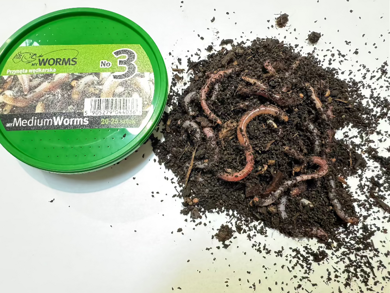 Worms