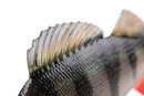 Fox Rage Ultra Realistic Perch Replicant 10cm 19g