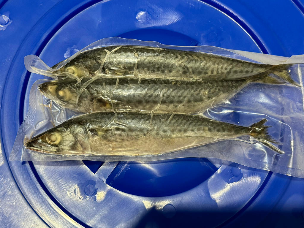 DeadBait Frozen Mackerel