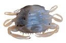 Berkley Gulp! Saltwater Peeler Crab