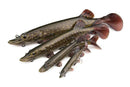 Fox Rage Ultra Realistic Pike Replicant 10cm - 25cm