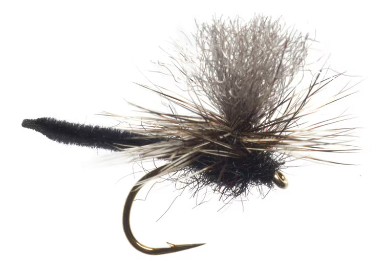 Fishing fly with black and brown body on a white background