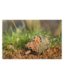 Guru Hybrid Pellet Feeder