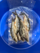 DeadBait Frozen Roach