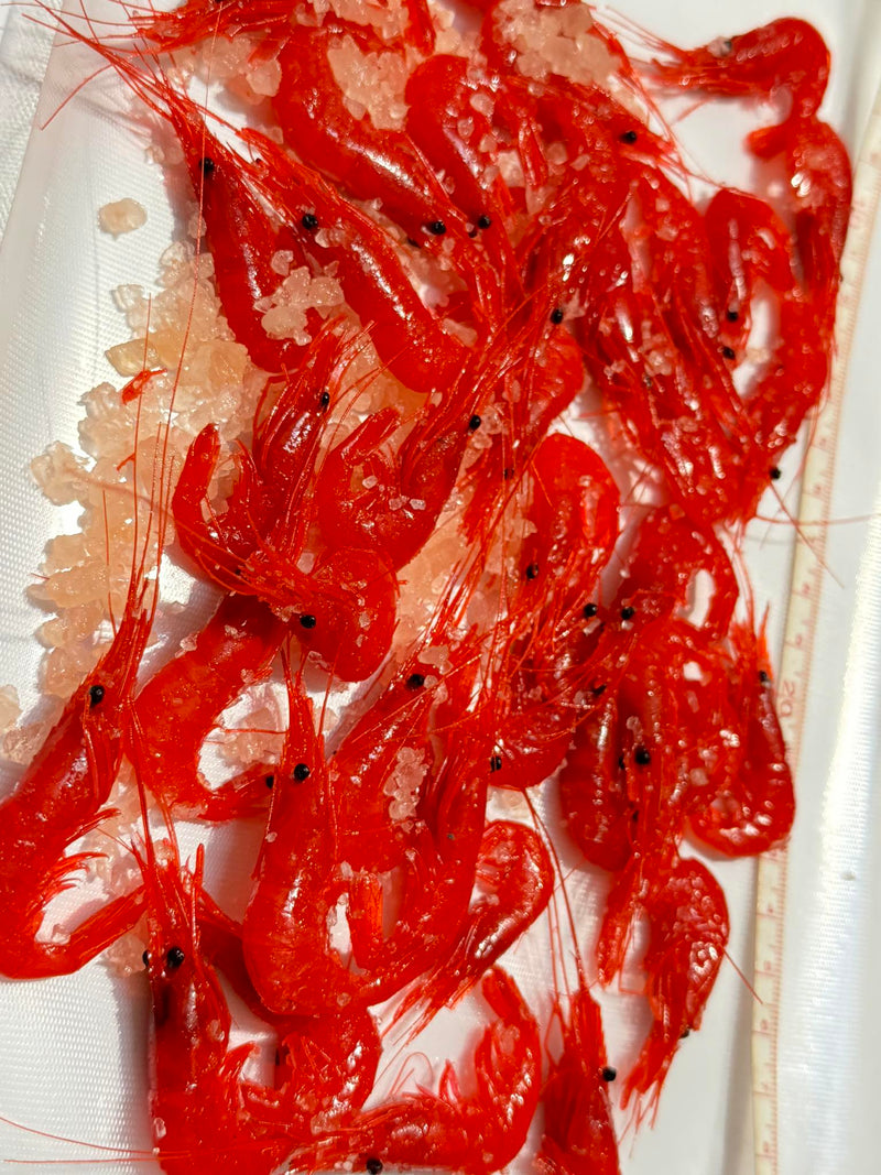 Dyed Shrimps Red and Purple
