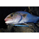 Savage Gear UV Needle Jig 15cm 40g Needlefish