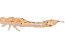 Westin Odonata Ned Creaturebait 6.5cm Ned Lure UV Shrimp