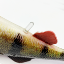 Savage Gear 4D Perch Shad 17.5cm 68g Motoroil