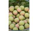 Sonubaits Spike'um Wafter 8mm