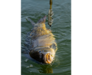 Sonubaits Spike'um Wafter 8mm