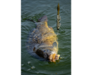 Sonubaits Spike'um Wafter 8mm