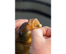 Sonubaits Spike'um Wafter 8mm