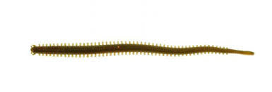 Berkley Gulp! Alive! Saltwater Ragworm 15cm Sandworm