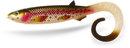 Quantum Yolo Curly Shad 26cm Firetiger Rainbow Trout