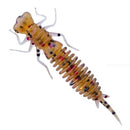 Fanatik Larva 2inch col.003