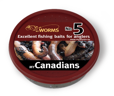 Fishing Worms, Dendrobaena Worms, Lobworms