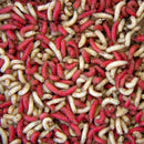 Maggots Mix/Red/White 0.5pint
