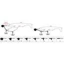 Quantum Q-Shad System Stinger