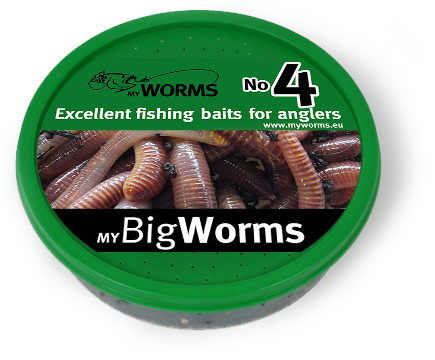 Large Dendrobaena Worms