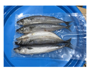 DeadBait Frozen Mackerel