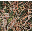 Fishing garden worms